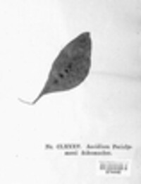 Puccinia festucae image